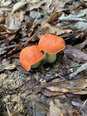 Tylopilus balloui