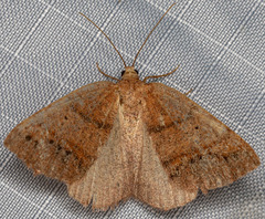 Drepanulatrix bifilata