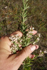 Lespedeza juncea