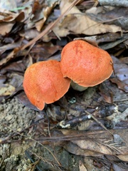 Tylopilus balloui