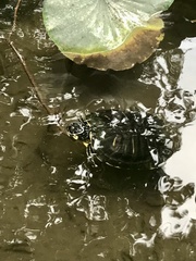 Deirochelyinae