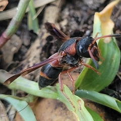 Pachodynerus erynnis