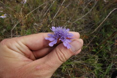 Scabiosa comosa