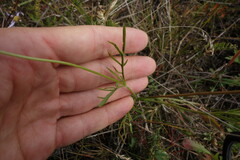 Scabiosa comosa