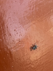 Leptofreya ambigua