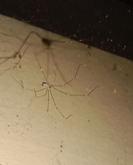 Crossopriza lyoni
