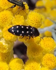 Acmaeodera degener