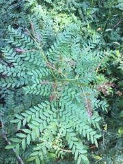 Gleditsia triacanthos