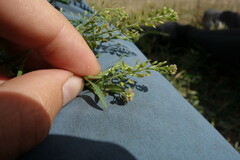 Lepidium apetalum