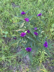 Vernonia fasciculata
