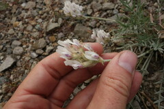 Oxytropis