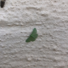 Synchlora