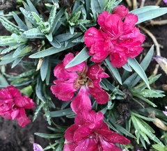 Dianthus