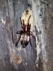 Scotophaeus blackwalli