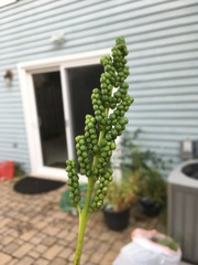 Sceptridium biternatum