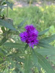 Vernonia fasciculata