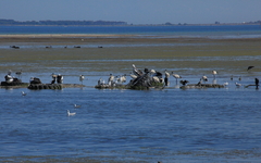 Microcarbo melanoleucos