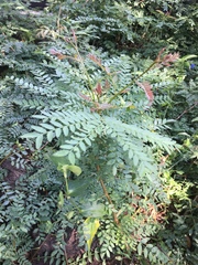 Gleditsia triacanthos
