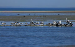 Pelecanus conspicillatus