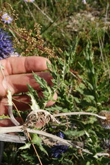 Echinops latifolius