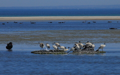Chroicocephalus novaehollandiae