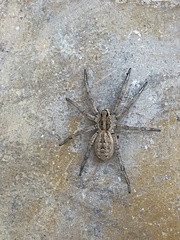 Lycosa hispanica