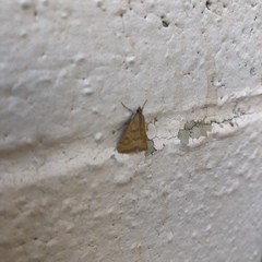 Pyraustini