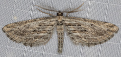 Eupithecia