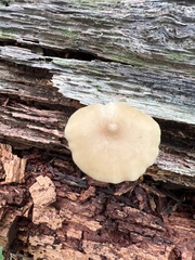 Entoloma strictius