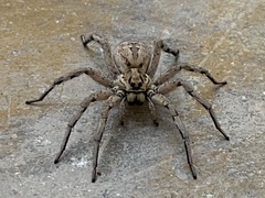 Lycosa hispanica