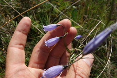 Adenophora stenanthina