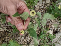 Physalis cinerascens