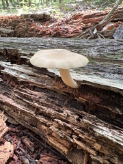 Entoloma strictius