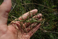 Adenophora stenanthina