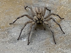 Lycosa hispanica
