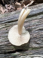 Entoloma strictius