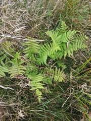 Oreopteris limbosperma