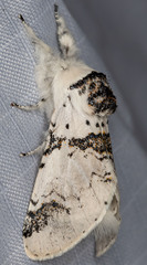 Furcula scolopendrina