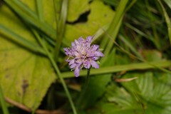 Knautia