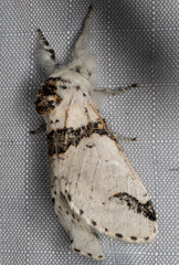 Furcula scolopendrina