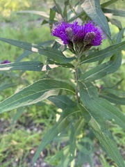 Vernonia fasciculata