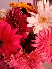 Chrysanthemum morifolium