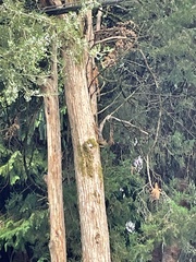 Tamiasciurus douglasii