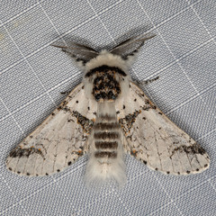 Furcula scolopendrina