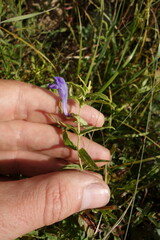 Scutellaria
