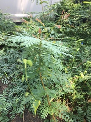 Gleditsia triacanthos