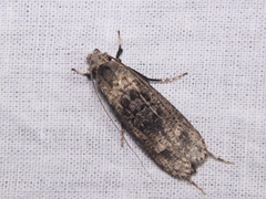 Lepidoptera