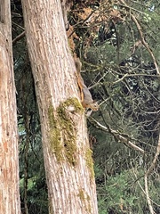 Tamiasciurus douglasii