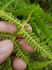 Oreopteris limbosperma