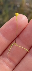 Utricularia gibba